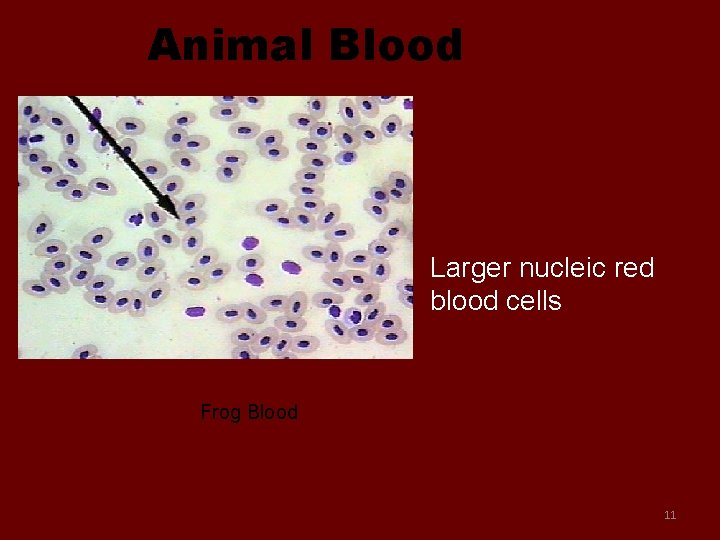 Animal Blood Larger nucleic red blood cells Frog Blood 11 