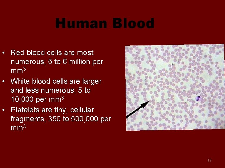 Human Blood • Red blood cells are most numerous; 5 to 6 million per