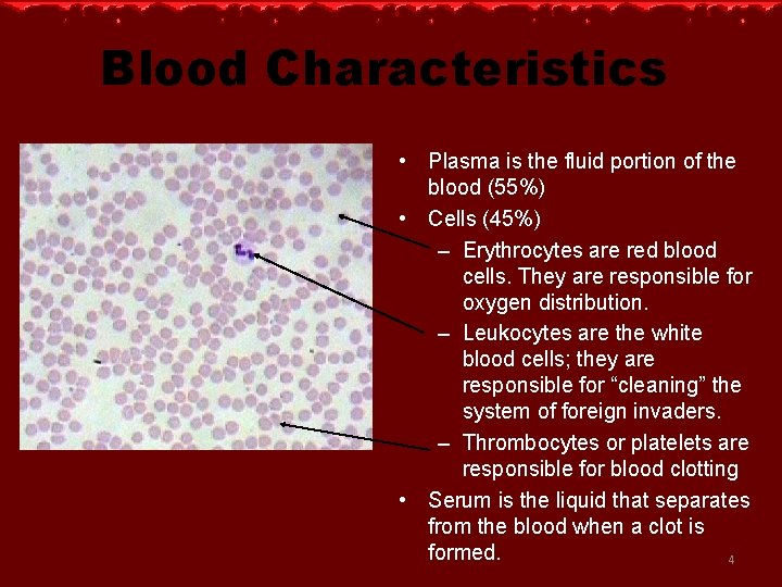 Blood Characteristics • Plasma is the fluid portion of the blood (55%) • Cells