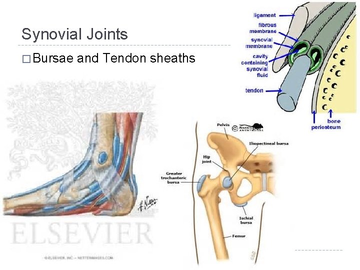 Synovial Joints � Bursae and Tendon sheaths 