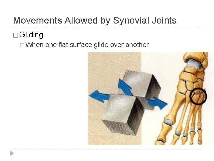 Chapter 8 Joints Classification of Joints Objectives Define
