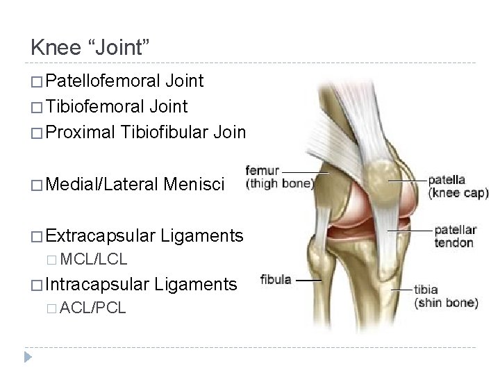 Knee “Joint” � Patellofemoral Joint � Tibiofemoral Joint � Proximal Tibiofibular Joint � Medial/Lateral