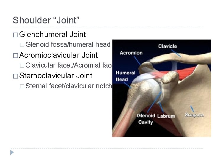 Shoulder “Joint” � Glenohumeral � Glenoid Joint fossa/humeral head � Acromioclavicular � Clavicular facet/Acromial