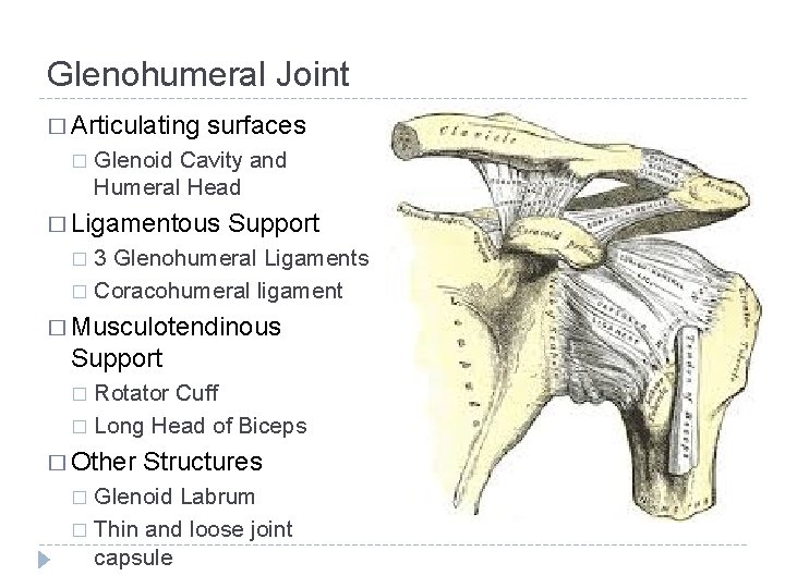 Glenohumeral Joint � Articulating � surfaces Glenoid Cavity and Humeral Head � Ligamentous Support