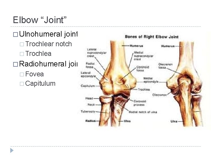 Elbow “Joint” � Ulnohumeral � Trochlear joint notch � Trochlea � Radiohumeral � Fovea