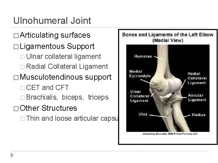 Ulnohumeral Joint � Articulating surfaces � Ligamentous Support � Ulnar collateral ligament � Radial