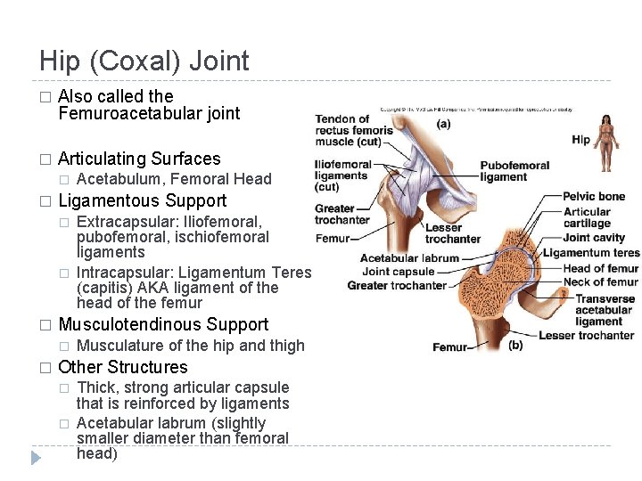 Hip (Coxal) Joint � Also called the Femuroacetabular joint � Articulating Surfaces � �