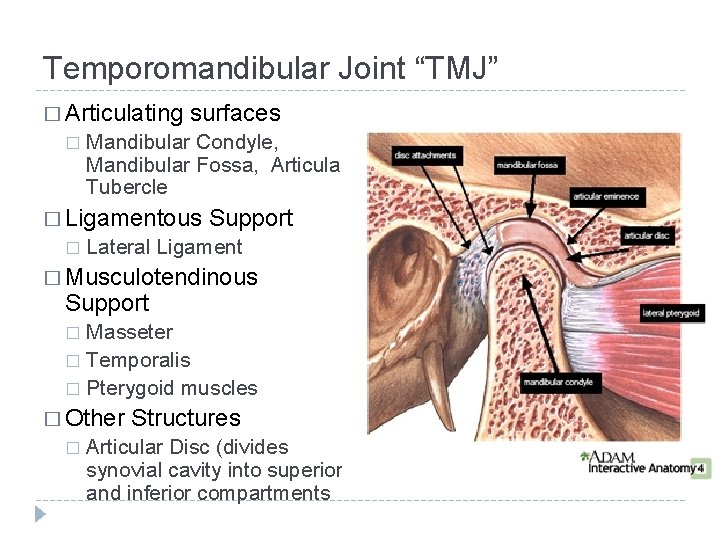 Temporomandibular Joint “TMJ” � Articulating � surfaces Mandibular Condyle, Mandibular Fossa, Articular Tubercle �