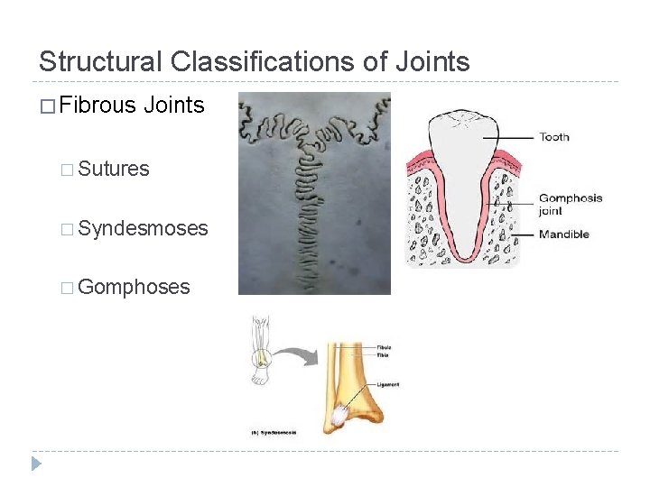 Structural Classifications of Joints � Fibrous Joints � Sutures � Syndesmoses � Gomphoses 