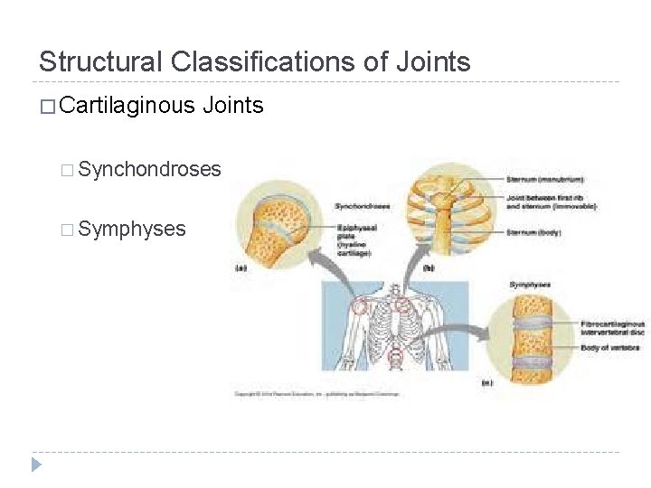 Structural Classifications of Joints � Cartilaginous Joints � Synchondroses � Symphyses 