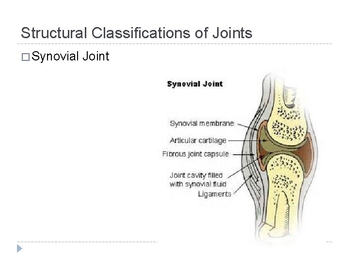 Structural Classifications of Joints � Synovial Joint 