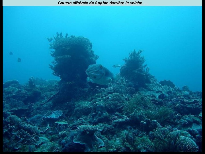 Course effrénée de Sophie derrière la seiche … 