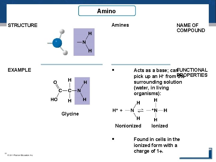 Amino STRUCTURE Amines EXAMPLE • NAME OF COMPOUND Acts as a base; can. FUNCTIONAL Amino STRUCTURE Amines EXAMPLE • NAME OF COMPOUND Acts as a base; can. FUNCTIONAL
