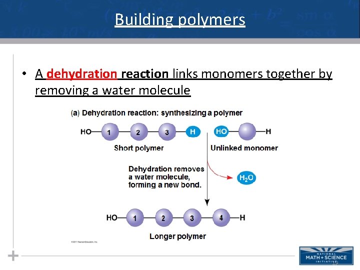 Building polymers • A dehydration reaction links monomers together by removing a water molecule Building polymers • A dehydration reaction links monomers together by removing a water molecule