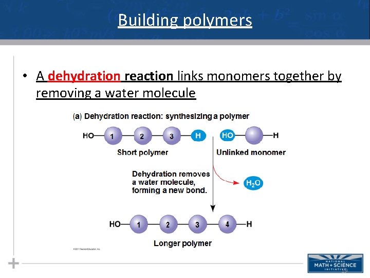 Building polymers • A dehydration reaction links monomers together by removing a water molecule