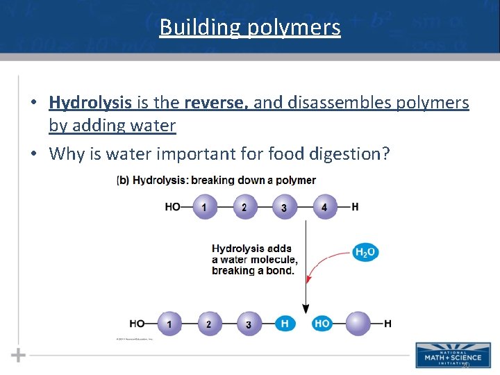 Building polymers • Hydrolysis is the reverse, and disassembles polymers by adding water •