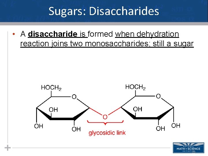 Sugars: Disaccharides • A disaccharide is formed when dehydration reaction joins two monosaccharides; still