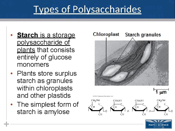 Types of Polysaccharides • Starch is a storage polysaccharide of plants that consists entirely