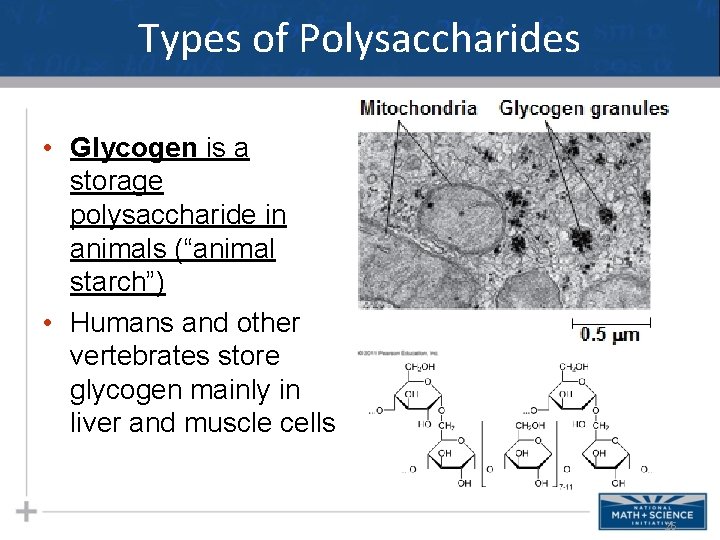 Types of Polysaccharides • Glycogen is a storage polysaccharide in animals (“animal starch”) •