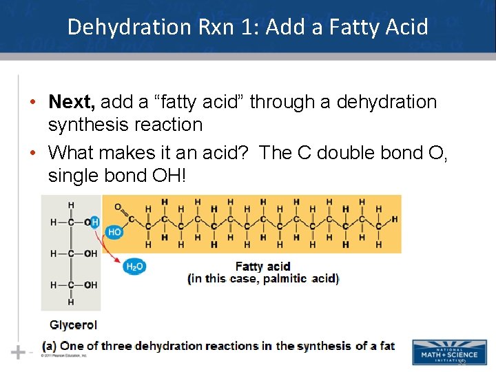 Dehydration Rxn 1: Add a Fatty Acid • Next, add a “fatty acid” through