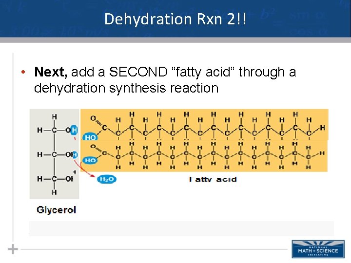 Dehydration Rxn 2!! • Next, add a SECOND “fatty acid” through a dehydration synthesis Dehydration Rxn 2!! • Next, add a SECOND “fatty acid” through a dehydration synthesis