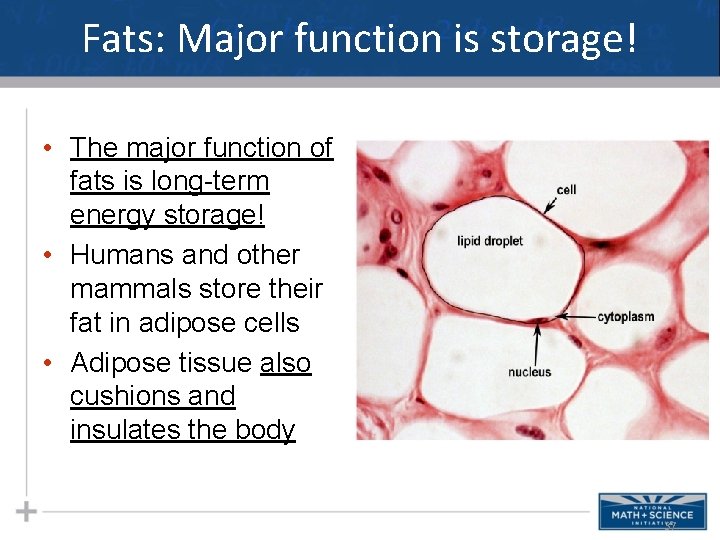 Fats: Major function is storage! • The major function of fats is long-term energy Fats: Major function is storage! • The major function of fats is long-term energy