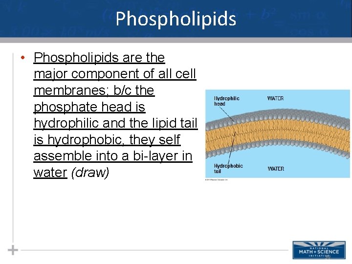 Phospholipids • Phospholipids are the major component of all cell membranes; b/c the phosphate