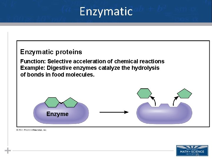 Enzymatic proteins Function: Selective acceleration of chemical reactions Example: Digestive enzymes catalyze the hydrolysis
