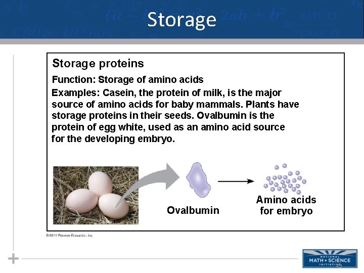 Storage proteins Function: Storage of amino acids Examples: Casein, the protein of milk, is