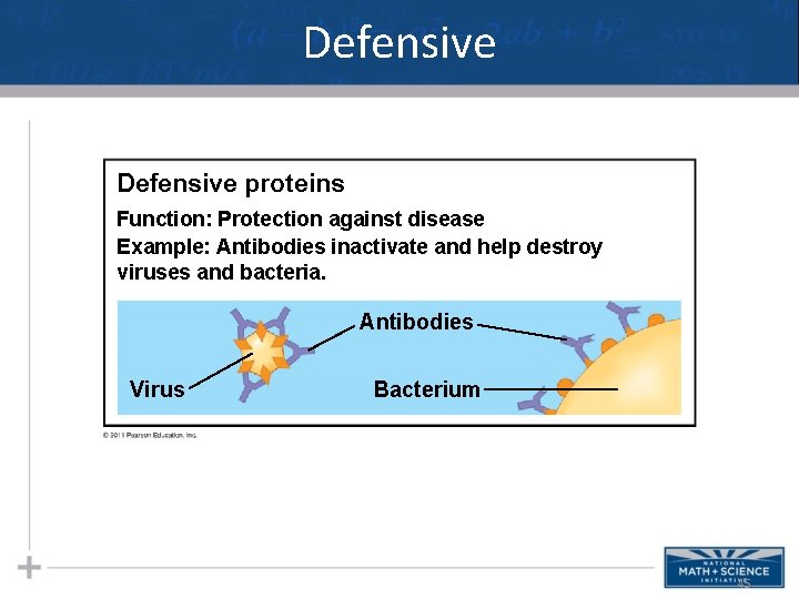 Defensive proteins Function: Protection against disease Example: Antibodies inactivate and help destroy viruses and Defensive proteins Function: Protection against disease Example: Antibodies inactivate and help destroy viruses and