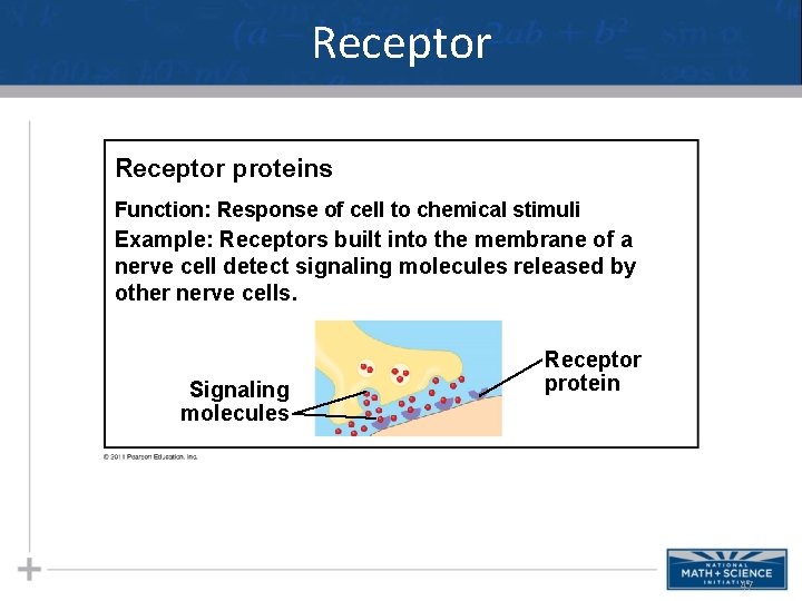 Receptor proteins Function: Response of cell to chemical stimuli Example: Receptors built into the Receptor proteins Function: Response of cell to chemical stimuli Example: Receptors built into the
