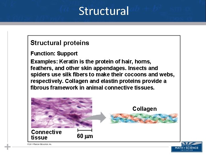 Structural proteins Function: Support Examples: Keratin is the protein of hair, horns, feathers, and Structural proteins Function: Support Examples: Keratin is the protein of hair, horns, feathers, and