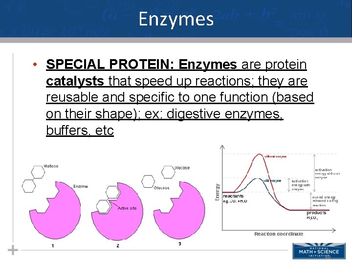 Enzymes • SPECIAL PROTEIN: Enzymes are protein catalysts that speed up reactions; they are