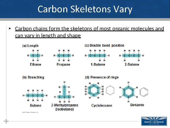 Carbon Skeletons Vary • Carbon chains form the skeletons of most organic molecules and