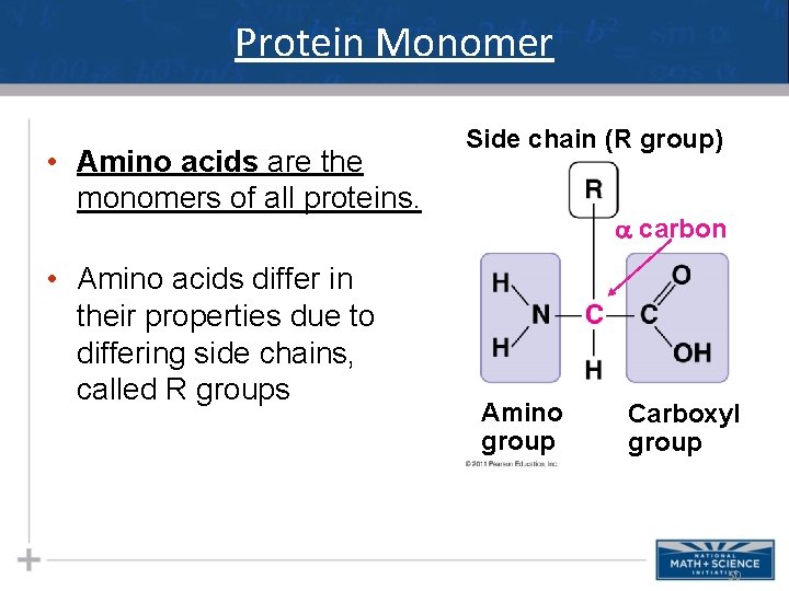 Protein Monomer • Amino acids are the monomers of all proteins. • Amino acids