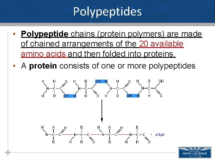 Polypeptides • Polypeptide chains (protein polymers) are made of chained arrangements of the 20