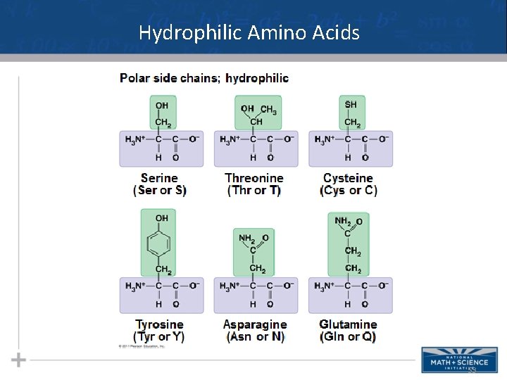 Hydrophilic Amino Acids 53 Hydrophilic Amino Acids 53