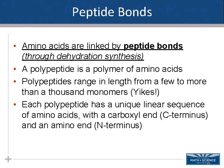 Peptide Bonds • Amino acids are linked by peptide bonds (through dehydration synthesis) •