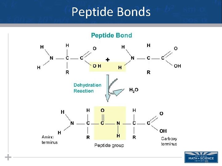 Peptide Bonds 56 