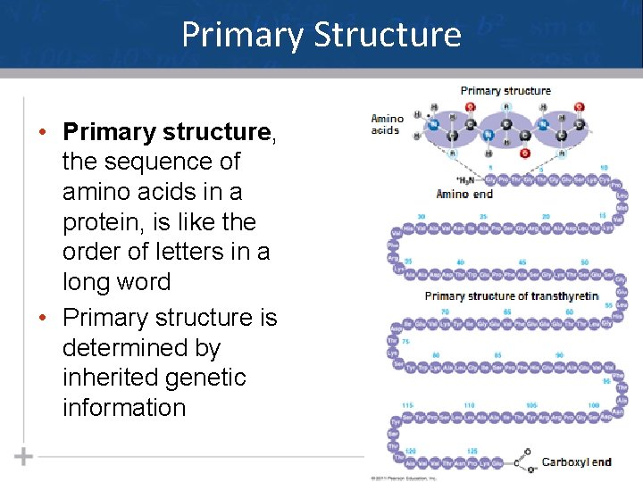 Primary Structure • Primary structure, the sequence of amino acids in a protein, is