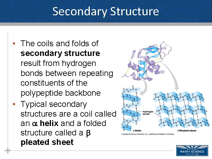 Secondary Structure • The coils and folds of secondary structure result from hydrogen bonds Secondary Structure • The coils and folds of secondary structure result from hydrogen bonds