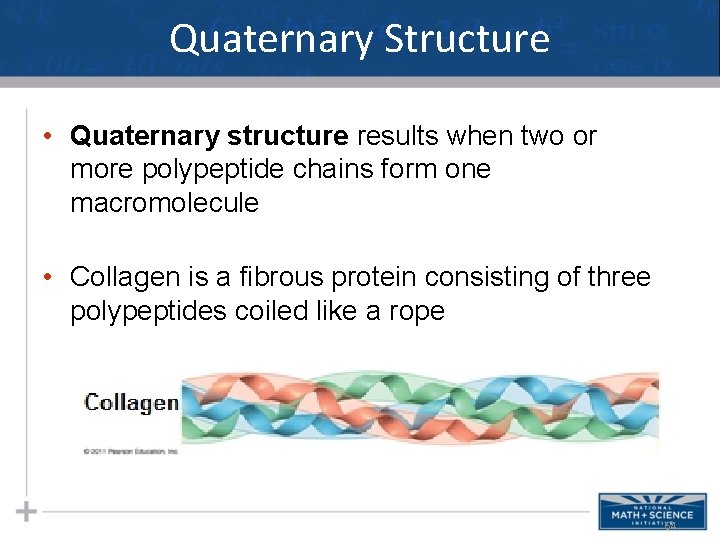 Quaternary Structure • Quaternary structure results when two or more polypeptide chains form one Quaternary Structure • Quaternary structure results when two or more polypeptide chains form one