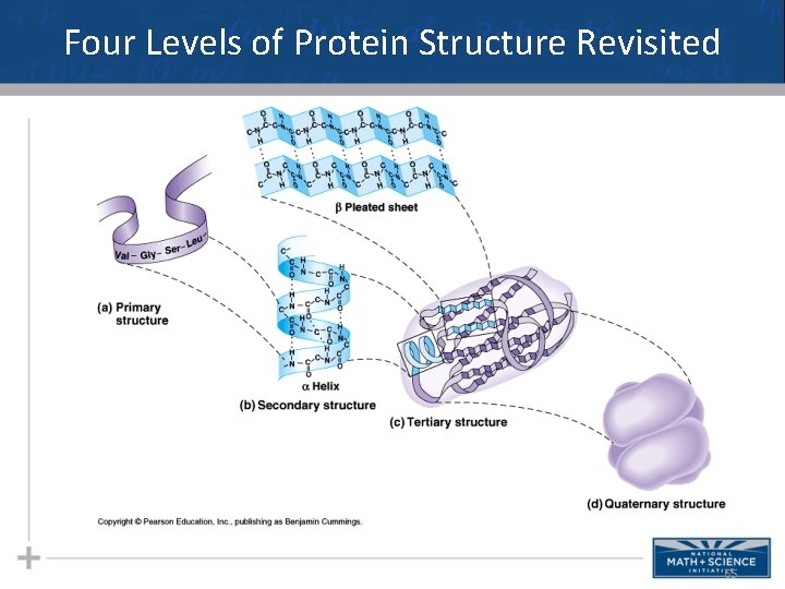 Four Levels of Protein Structure Revisited 65 Four Levels of Protein Structure Revisited 65