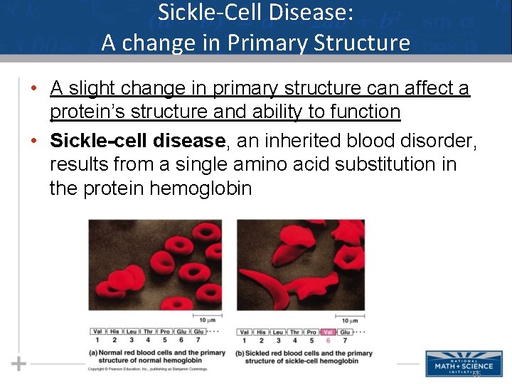 Sickle-Cell Disease: A change in Primary Structure • A slight change in primary structure Sickle-Cell Disease: A change in Primary Structure • A slight change in primary structure