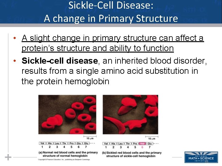 Sickle-Cell Disease: A change in Primary Structure • A slight change in primary structure