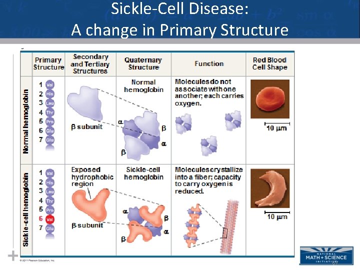 Sickle-Cell Disease: A change in Primary Structure 67 Sickle-Cell Disease: A change in Primary Structure 67