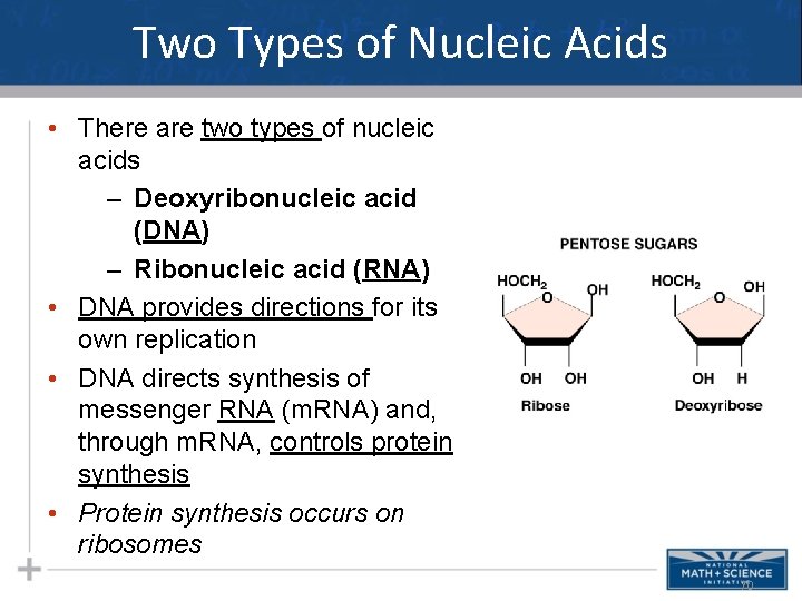 Two Types of Nucleic Acids • There are two types of nucleic acids –