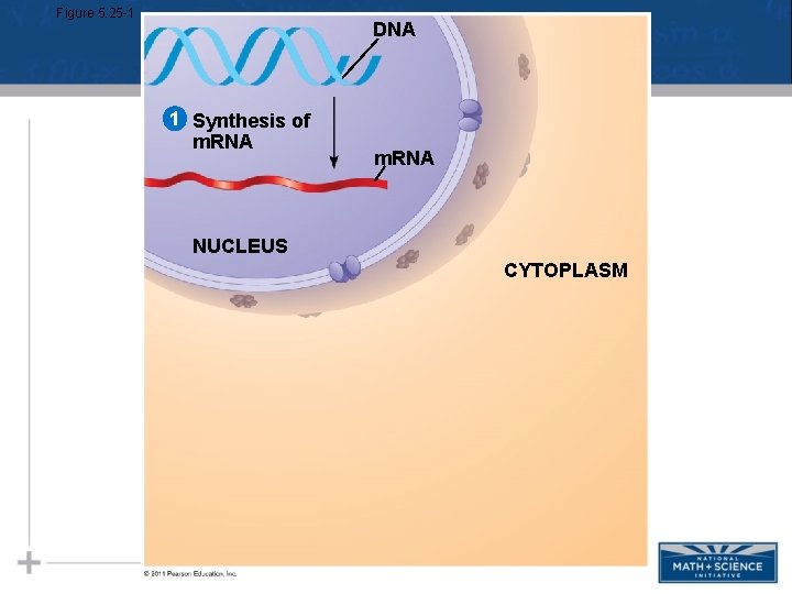 Figure 5. 25 -1 DNA 1 Synthesis of m. RNA NUCLEUS CYTOPLASM Figure 5. 25 -1 DNA 1 Synthesis of m. RNA NUCLEUS CYTOPLASM