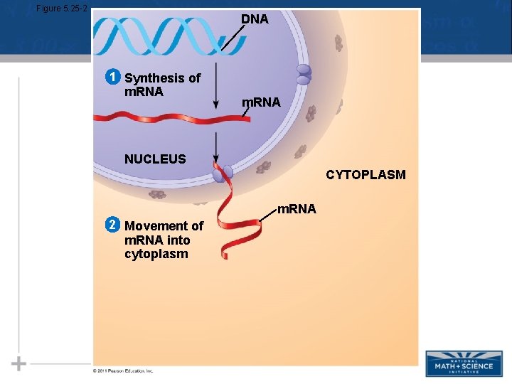 Figure 5. 25 -2 DNA 1 Synthesis of m. RNA NUCLEUS CYTOPLASM m. RNA Figure 5. 25 -2 DNA 1 Synthesis of m. RNA NUCLEUS CYTOPLASM m. RNA