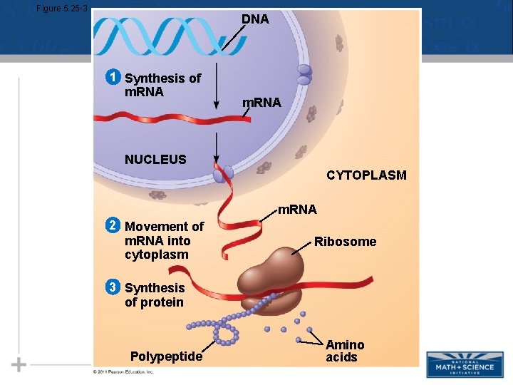 Figure 5. 25 -3 DNA 1 Synthesis of m. RNA NUCLEUS CYTOPLASM m. RNA Figure 5. 25 -3 DNA 1 Synthesis of m. RNA NUCLEUS CYTOPLASM m. RNA